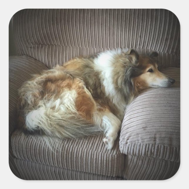 Rough collie on armchair” square sticker (Front)