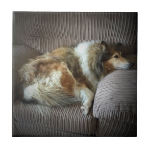 Rough collie on armchair tile