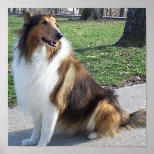 Rough Collie Poster