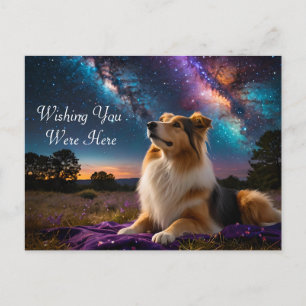 Rough Collie Under the Stars Postcard