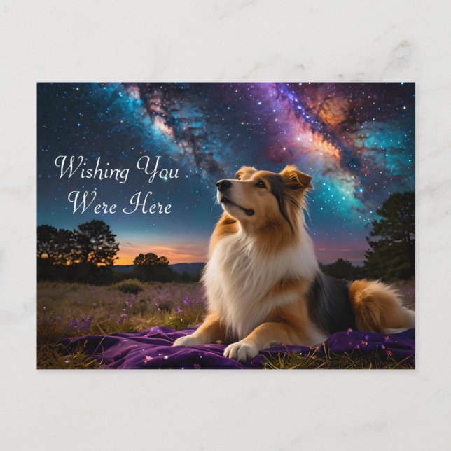Rough Collie Under the Stars Postcard (Front)