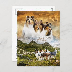 Rough Collies Portrait & Sheep Herding + Quote - Postcard
