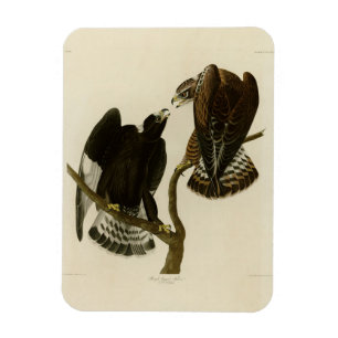 Rough-legged Falcon - Audubon's Birds of America Magnet