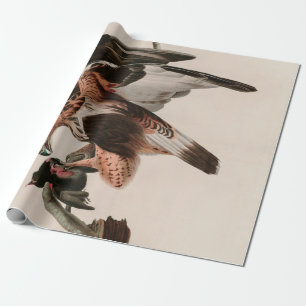 Rough-legged Falcon Birds of America Audubon Print Wrapping Paper