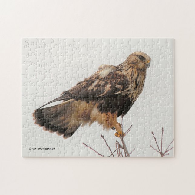 Rough-Legged Hawk in the Tree Jigsaw Puzzle (Horizontal)