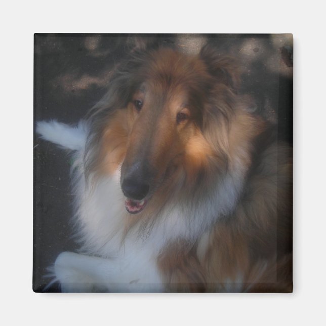 rough sable collie magnet (Front)