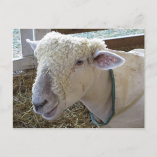 Rough Sheep Postcard