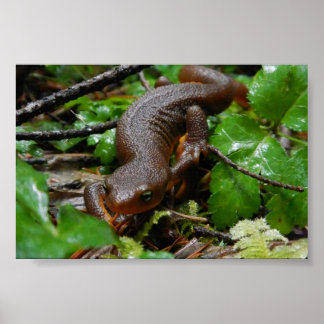 rough-skinned newt poster