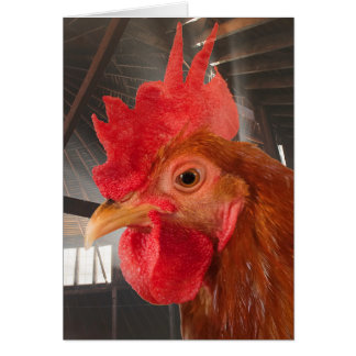 Round Barn Chicken