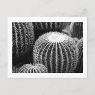 Round Cacti Postcard