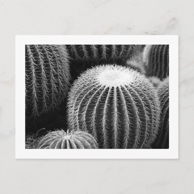 Round Cacti   Postcard (Front)