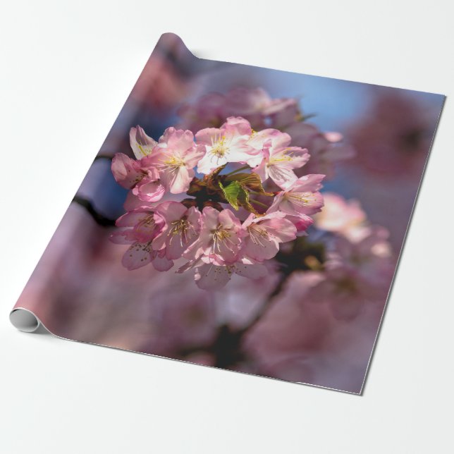 Round Cluster Of Sakura Flowers Wrapping Paper (Unrolled)