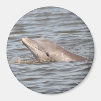 Round Dolphin Magnet