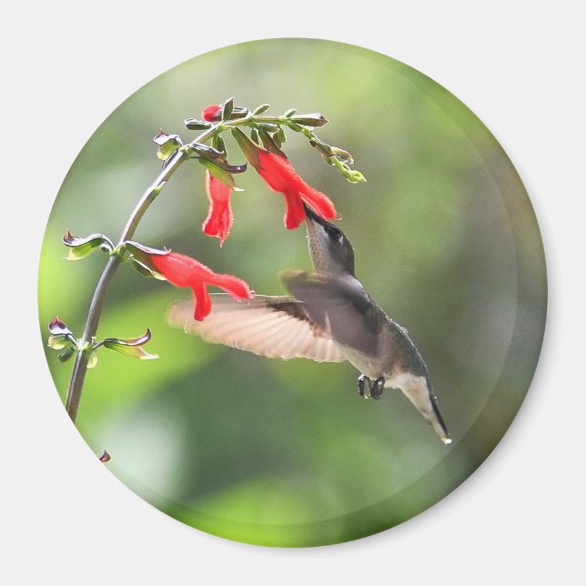 Round Hummingbird Magnet (Front)