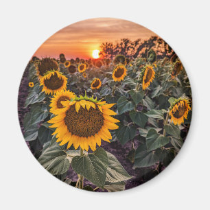 Round Magnet