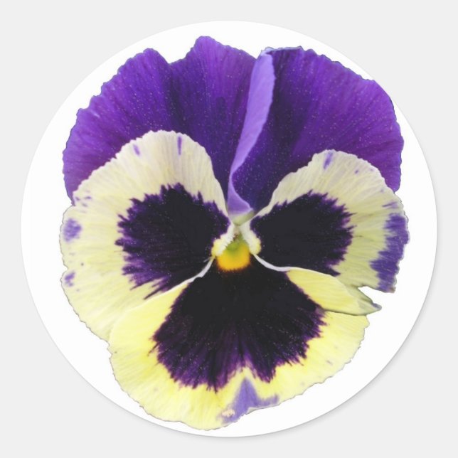 Round Purple and Yellow Pansy Stickers (Front)