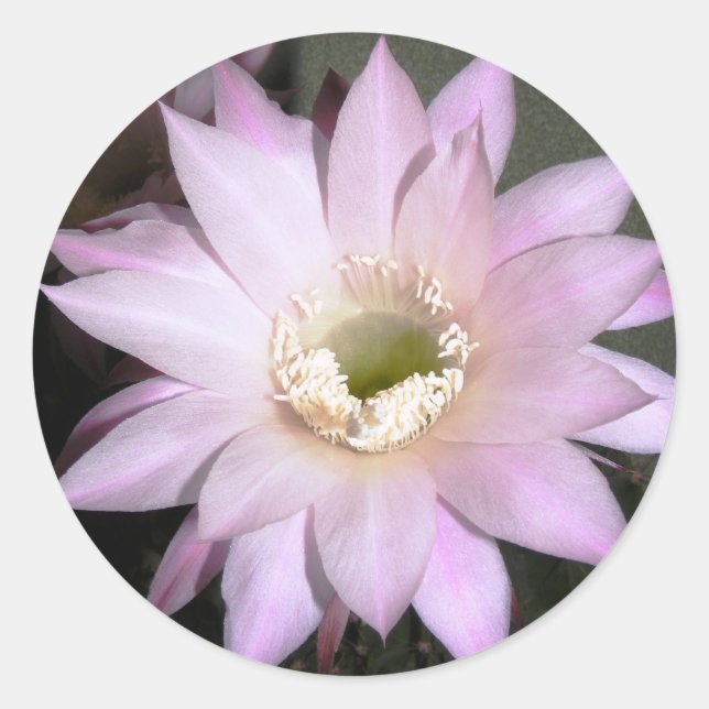 Round sticker with cactus flower (Front)