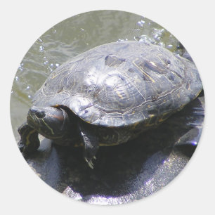 Round sticker with turtle