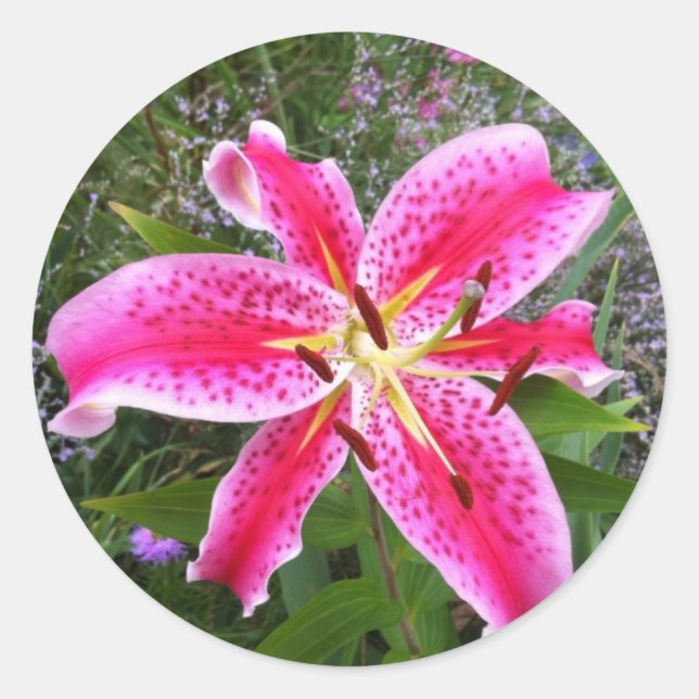 Round Stickers - Stargazer Lily (Front)