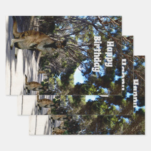 Route australienne des wallabies, feuilles de papi