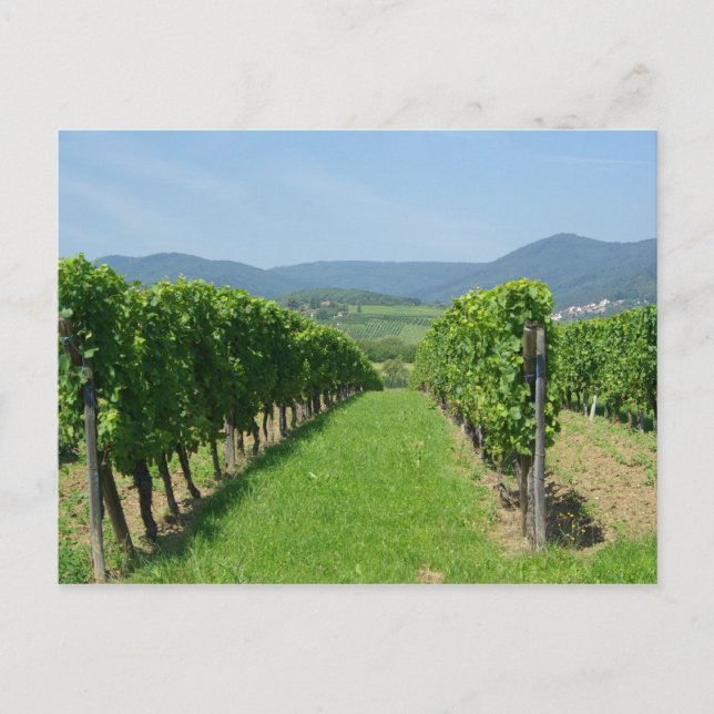 Route de Vins d'Alsace Postcard (Front)