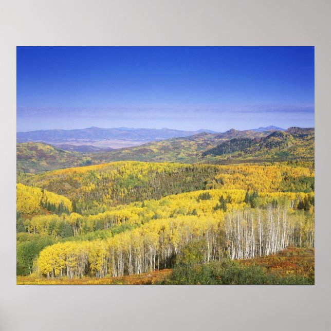 Routt National Forest in Autumn colour, near Poster (Front)