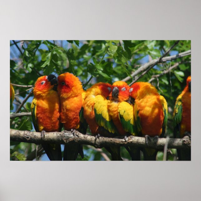 Row of Cute Little Parrots Snuggling Poster (Front)