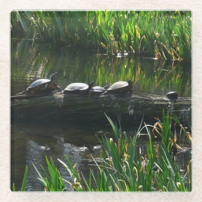 Row of Turtles Green Nature Photo Glass Coaster (Front)