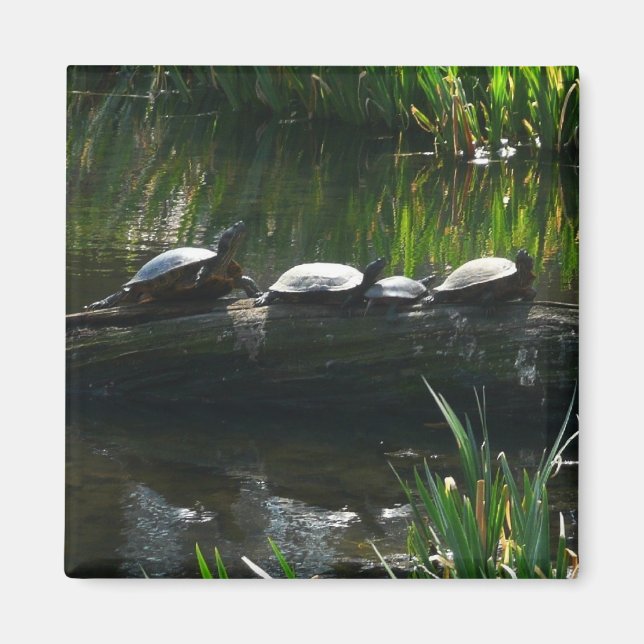 Row of Turtles Green Nature Photo Magnet (Front)