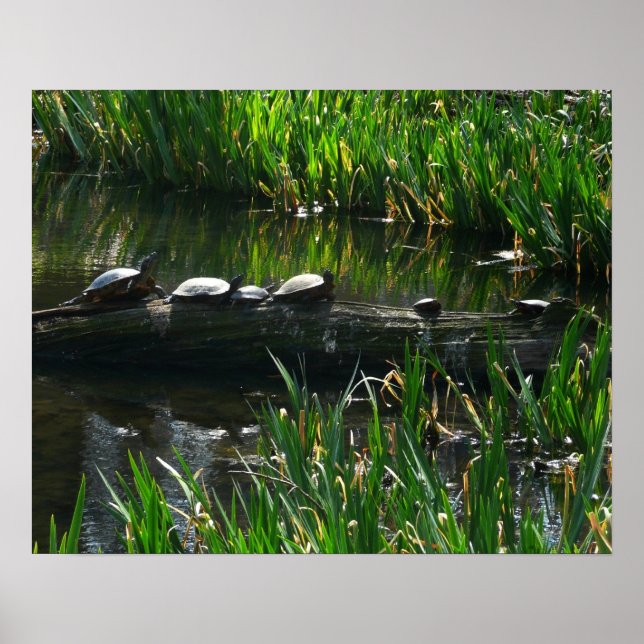Row of Turtles Green Nature Photo Poster (Front)