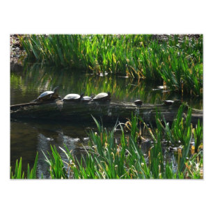 Row of Turtles Green Nature Photo Print