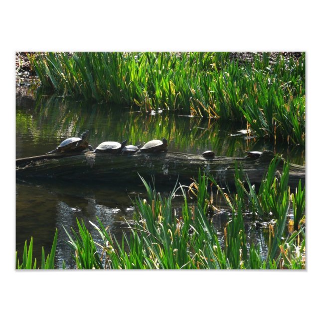 Row of Turtles Green Nature Photo Print (Front)