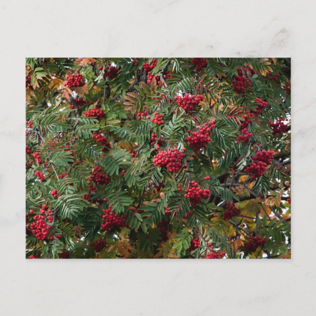 Rowan berries postcard (Front)