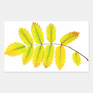 Rowan tree autumn leaves sticker