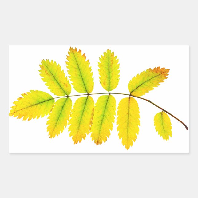 Rowan tree autumn leaves sticker (Front)