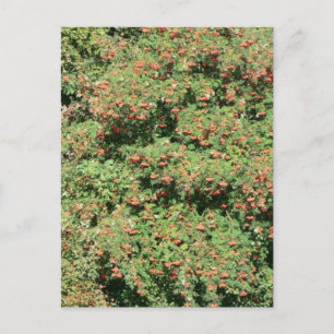 Rowan Tree With Berries Postcard