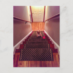 Rowdy Fox Ascending Postcard