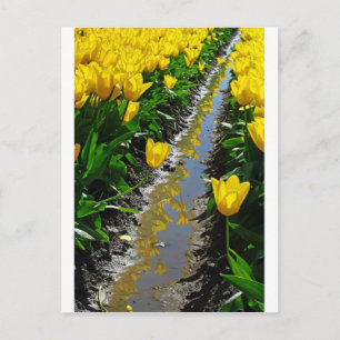Rows Of Colour. Postcard