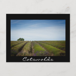 Rows of lavender after harvest black postcard
