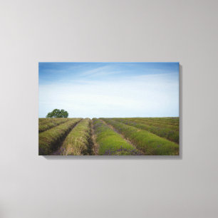 Rows of lavender after harvest canvas
