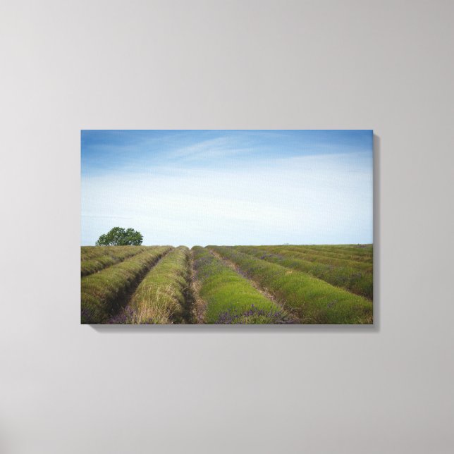 Rows of lavender after harvest canvas (Front)