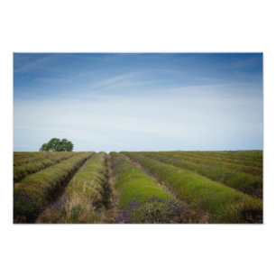 Rows of lavender after harvest photo print