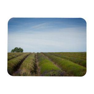 Rows of lavender after harvest rectangle magnet