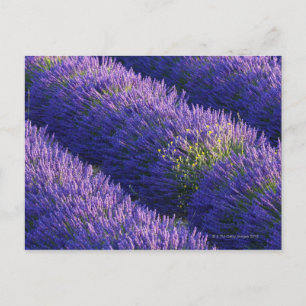 Rows of lavender in full bloom postcard