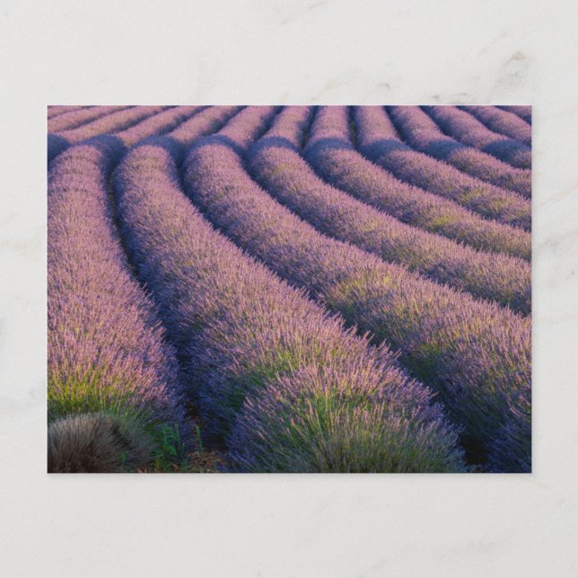 Rows of lavender in Provence Postcard (Front)