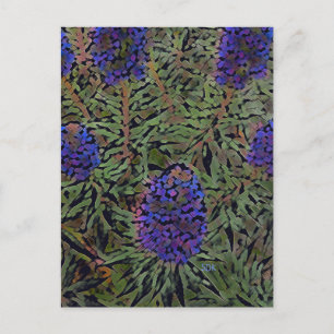 Rows of Lavender Postcard