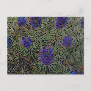Rows of Lavender Postcard
