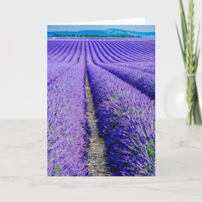 Rows of Lavender, Provence, France Card (Front)