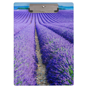 Rows of Lavender, Provence, France Clipboard
