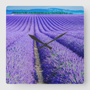 Rows of Lavender, Provence Square Wall Clock